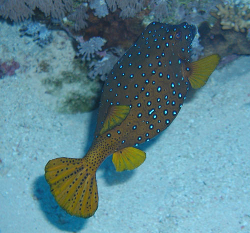yellowspottedboxfish.jpg