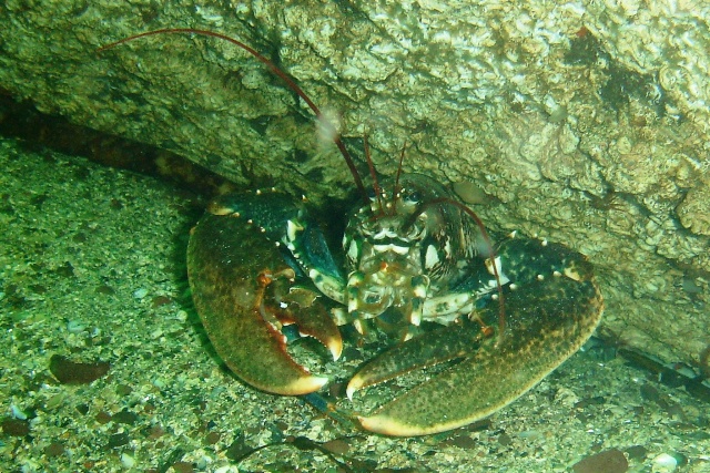 lobster3.jpg