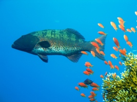 giant grouper, ras ghozlani