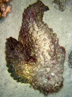 Stonefish:(c) Iain Crampton