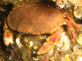 shiny edible crab