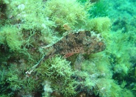 scorpion fish, Marfa point: Teresa Murphy